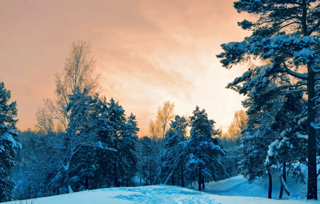 Photo wallpaper winter, forest, the sky, snow, the snow, path