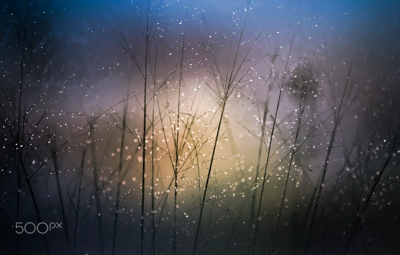 Photo wallpaper macro, bokeh, rostenie, Kli