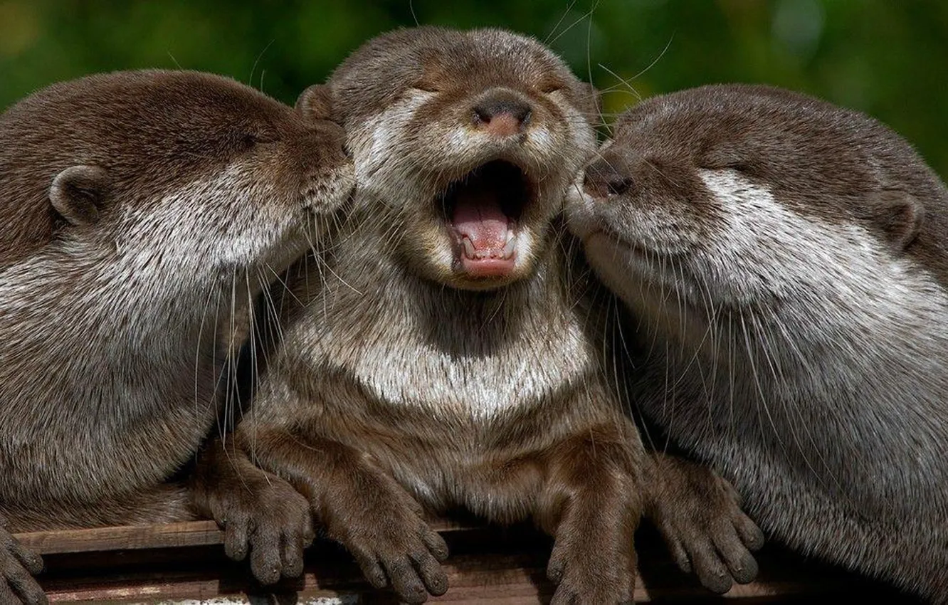 Photo wallpaper animal, fun, playing, wildlife, otters