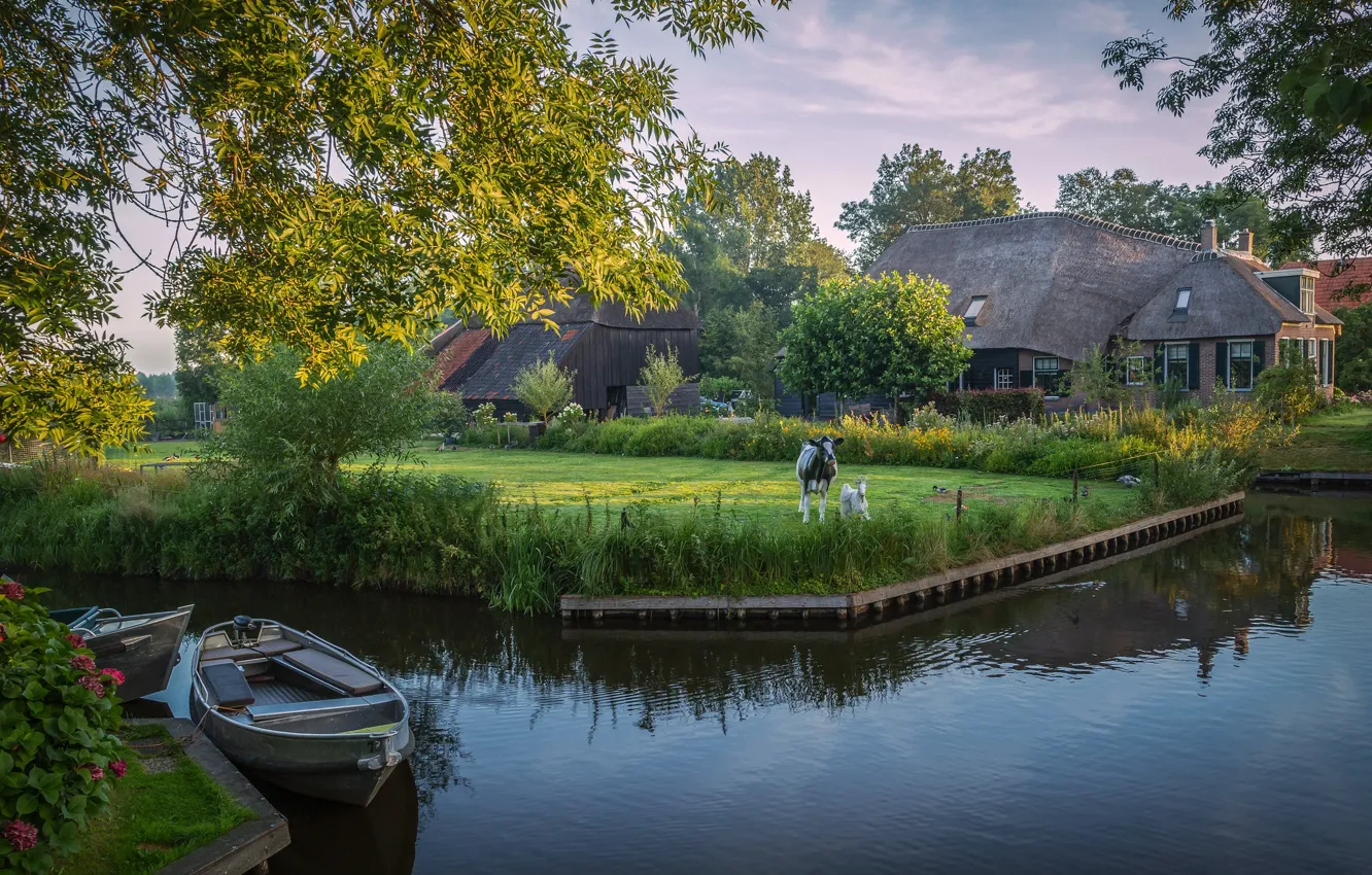 Photo wallpaper home, cows, boat, reflection, shore, channel, house, branches