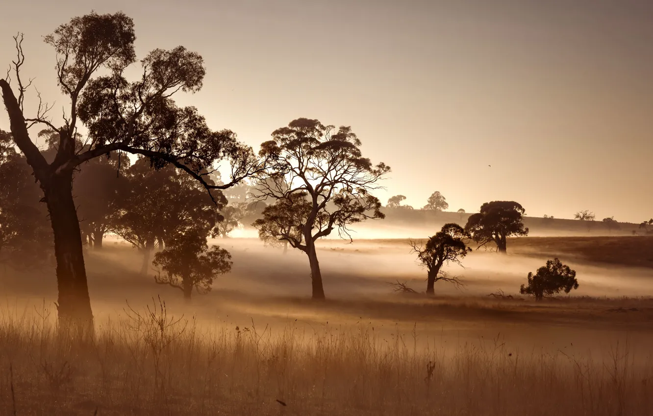 Photo wallpaper field, nature, fog