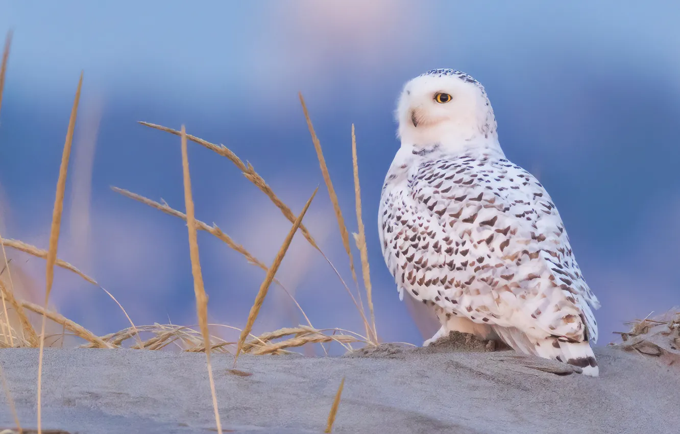 Photo wallpaper background, owl, bird, Snowy owl, White owl