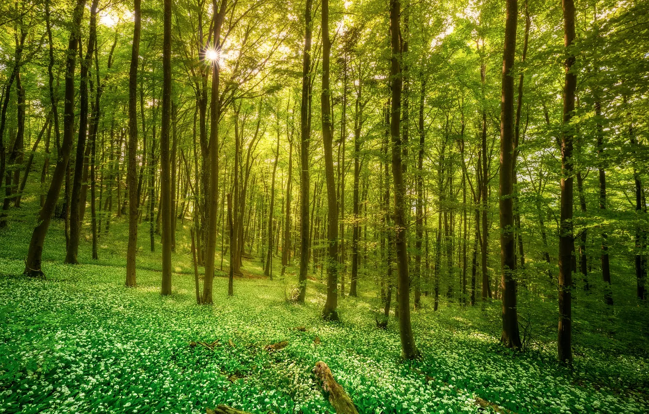 Photo wallpaper forest, flowers, nature, spring