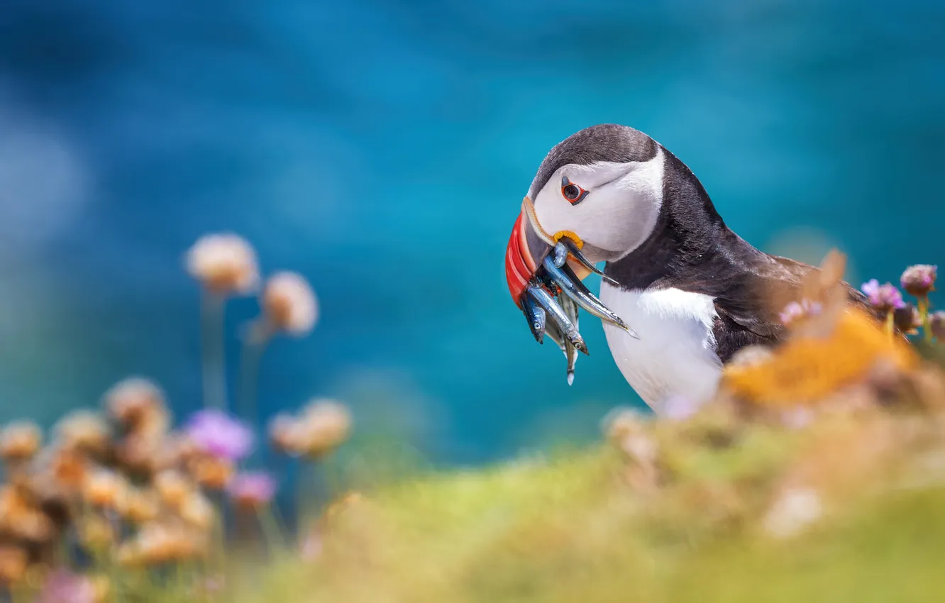 Photo wallpaper flowers, bird, stalled, blue background, bokeh