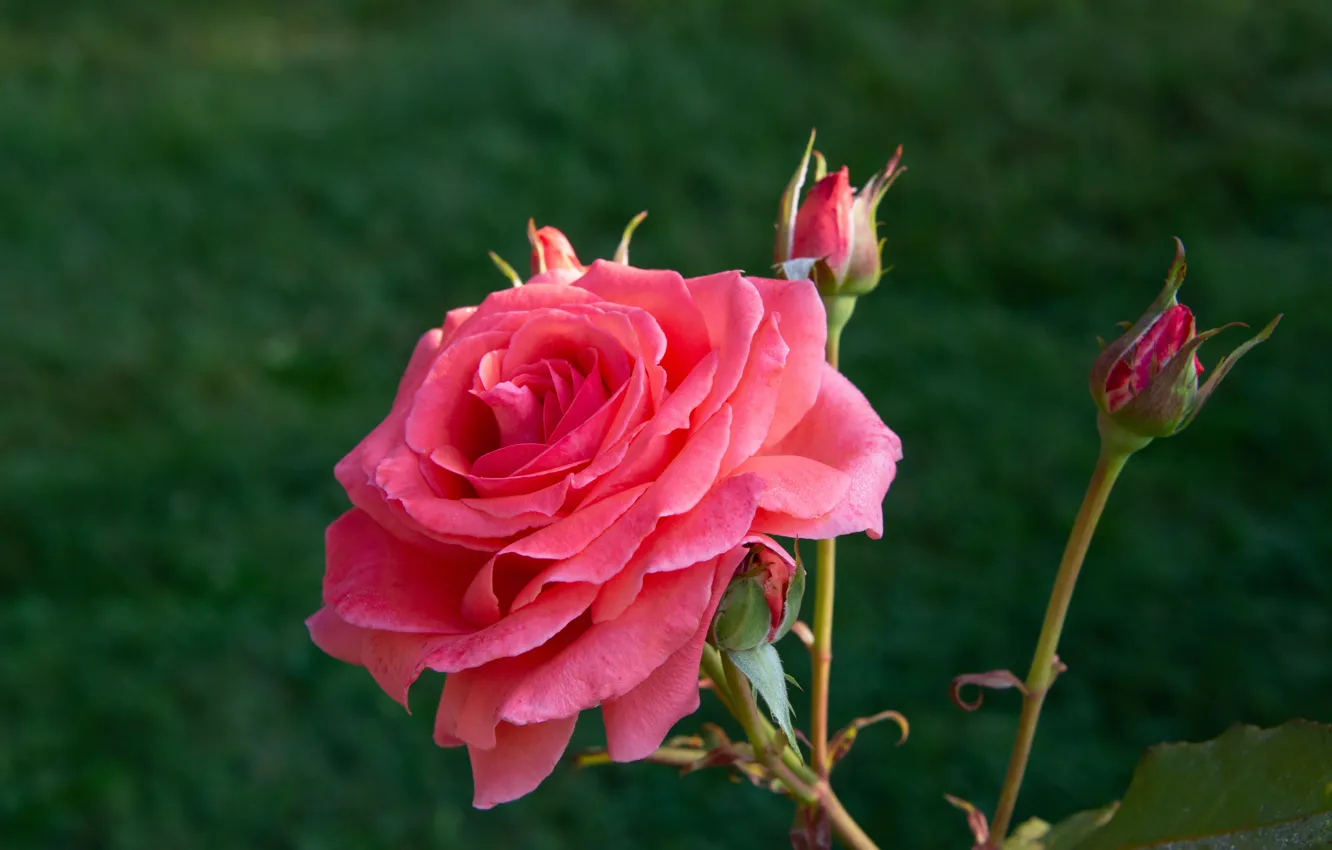 Photo wallpaper flower, pink, rose, stem, buds