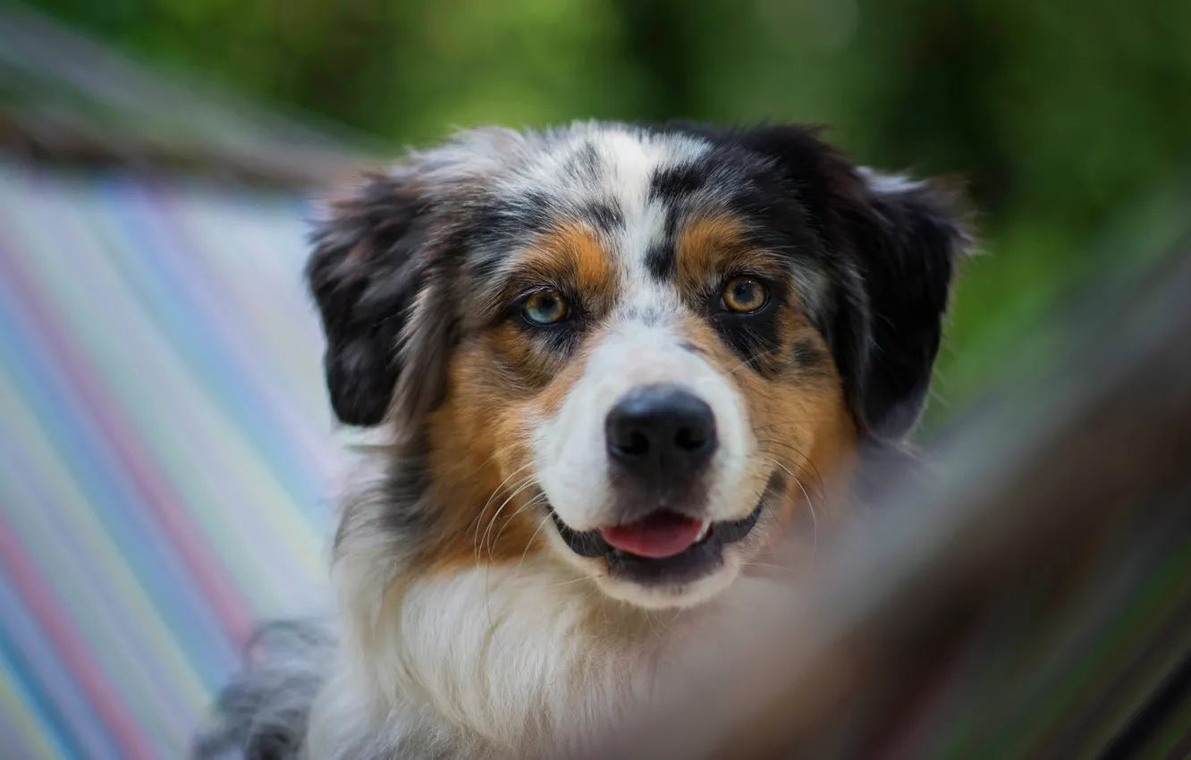Photo wallpaper face, portrait, dog, hammock, Aussie