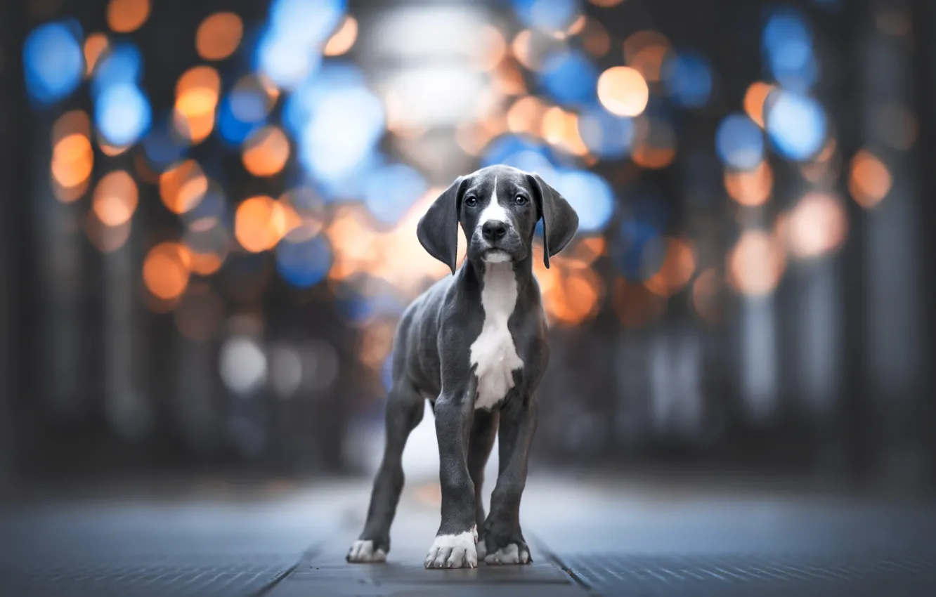 Photo wallpaper look, light, lights, grey, street, dog, puppy, is