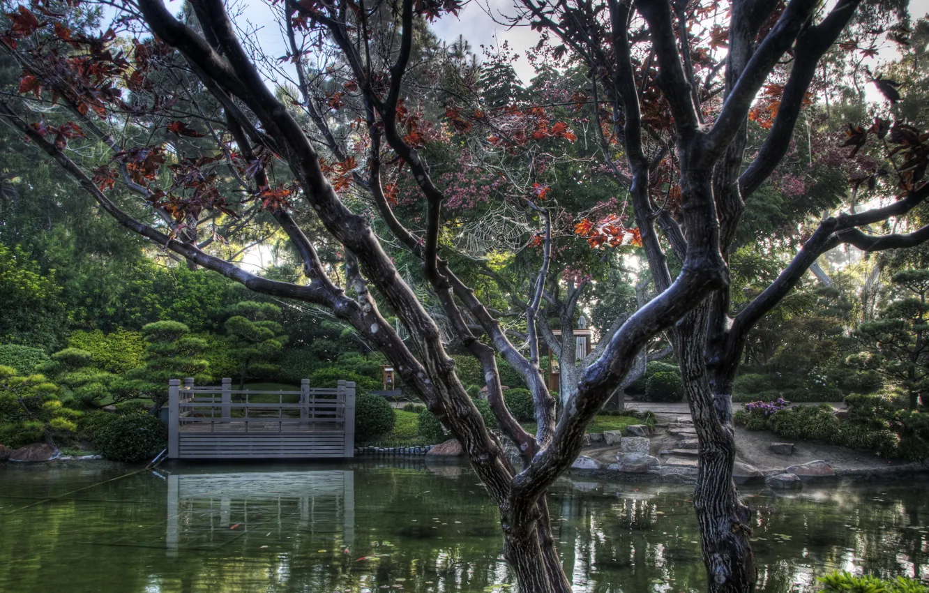 Photo wallpaper city, wallpaper, tree