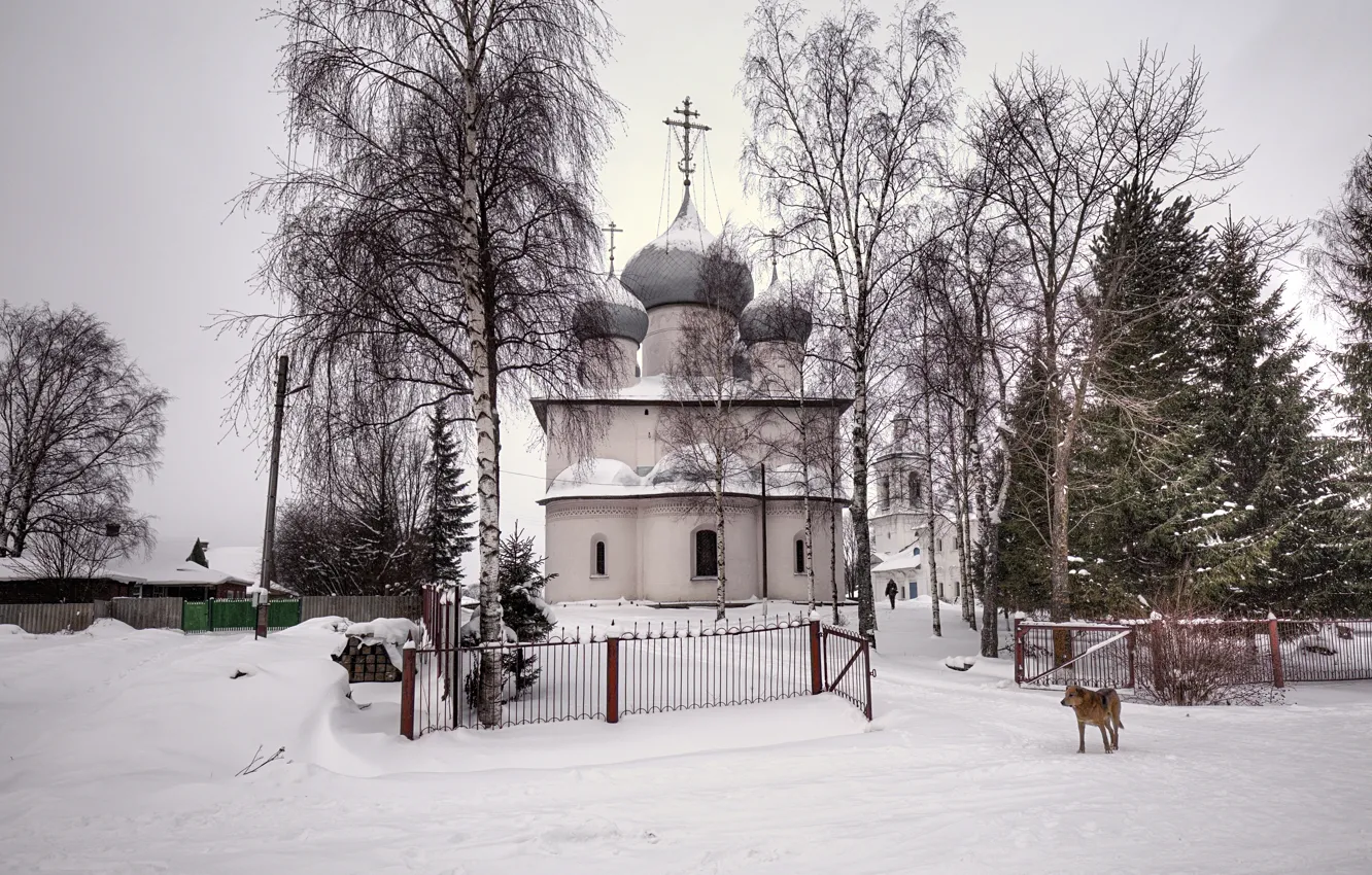 Photo wallpaper winter, snow, trees, dog, ate, Church, house, dog