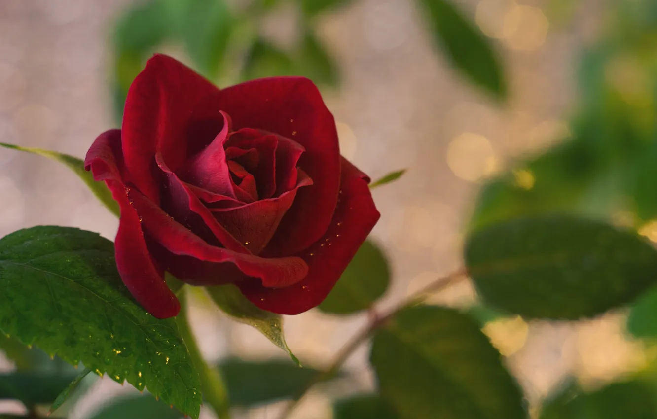 Photo wallpaper roses, flowers, red, leaves, bokeh, buds