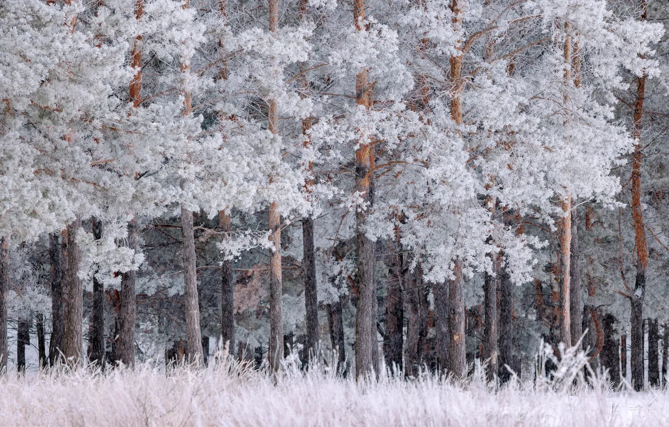 Photo wallpaper winter, frost, forest, grass, snow, trees, branches, trunk
