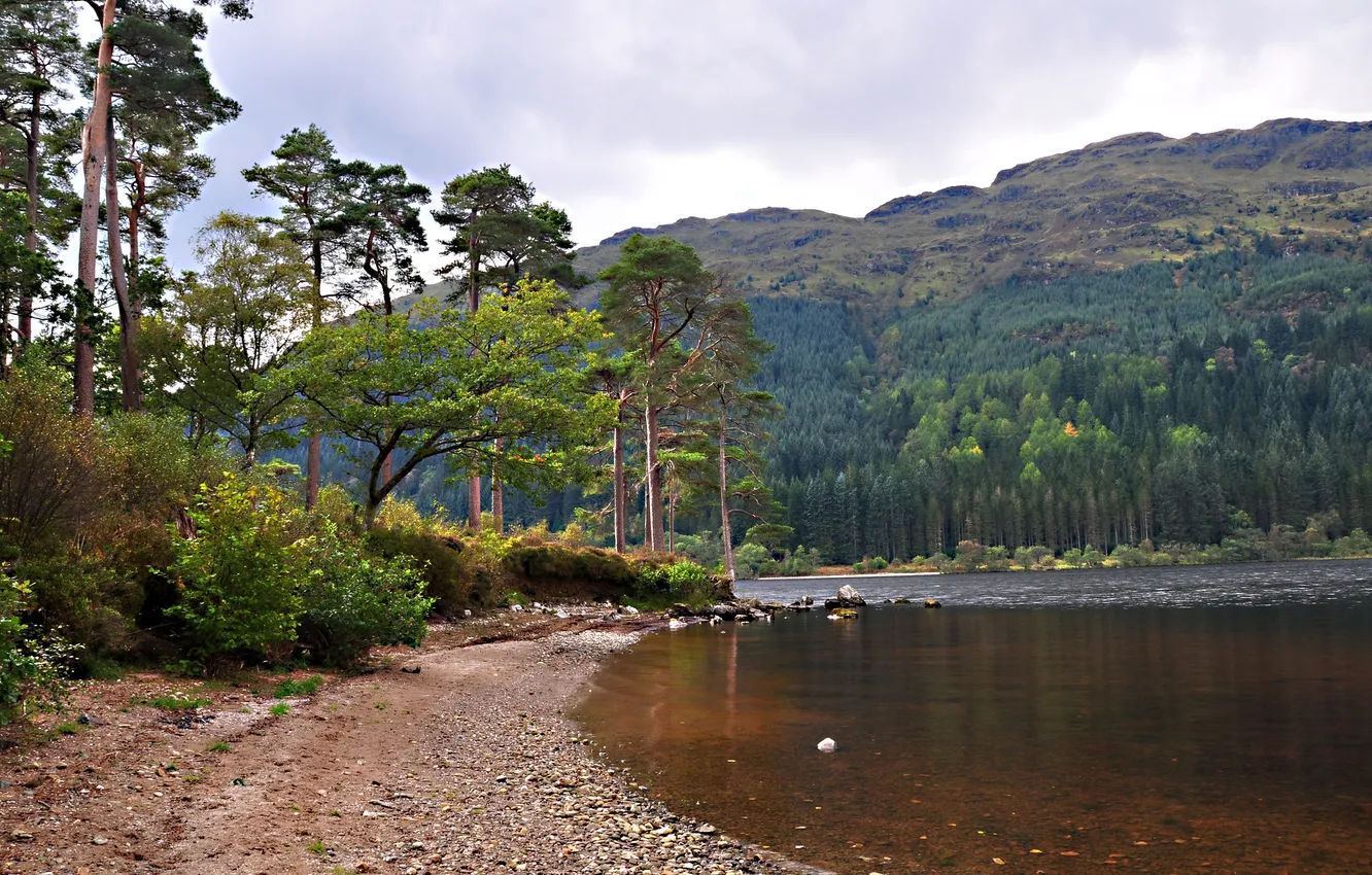 Photo wallpaper forest, the sky, trees, mountains, lake