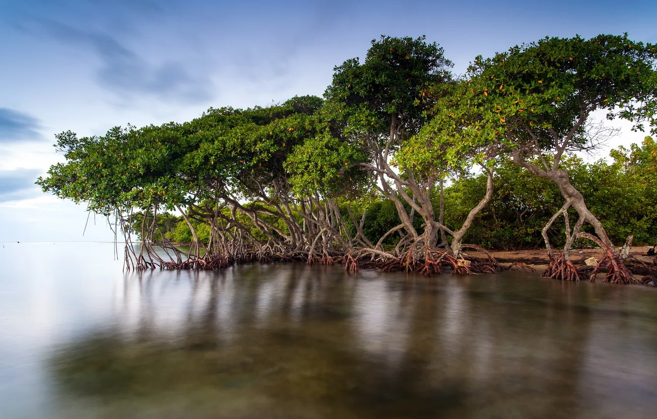 Photo wallpaper trees, landscape, nature, lake