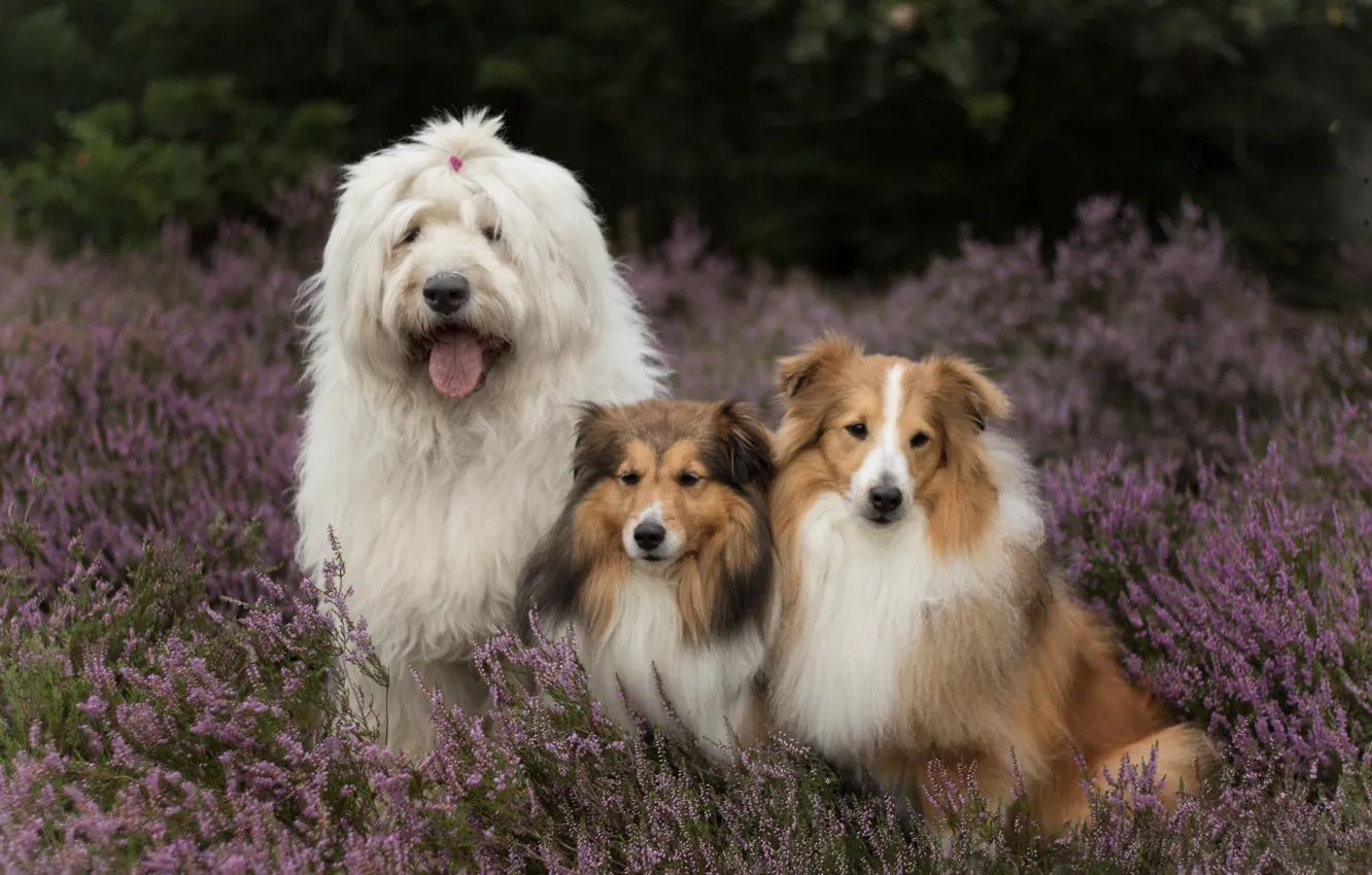 Photo wallpaper dog, trio, Sheltie, Heather, Bobtail
