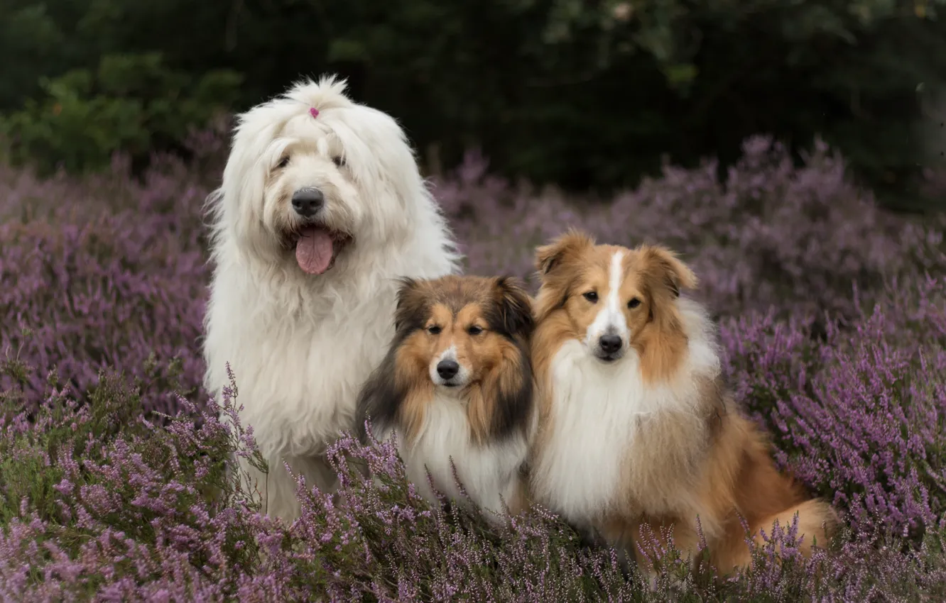 Photo wallpaper dogs, trio, Sheltie, Heather, Bobtail