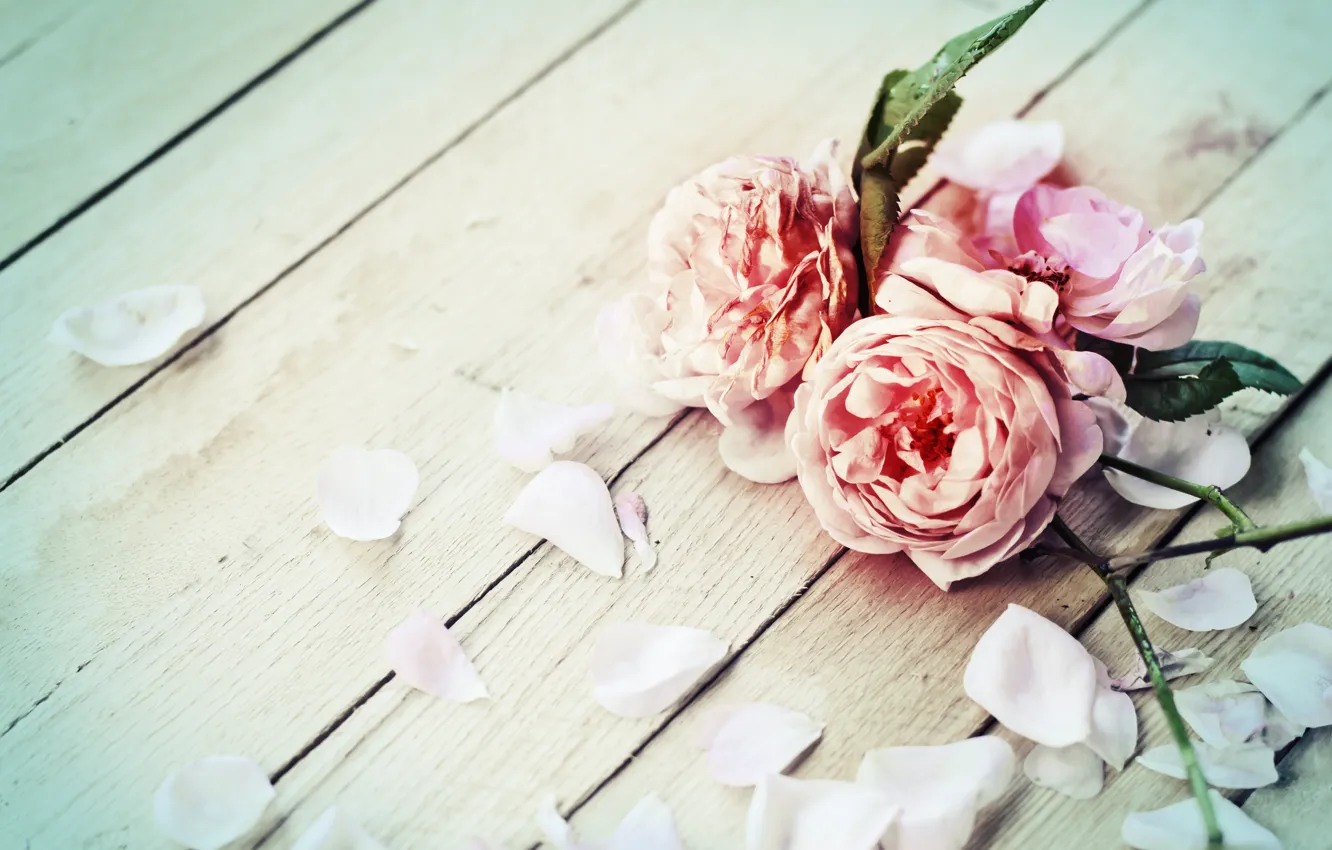 Photo wallpaper flowers, roses, petals, flowers, petals, roses