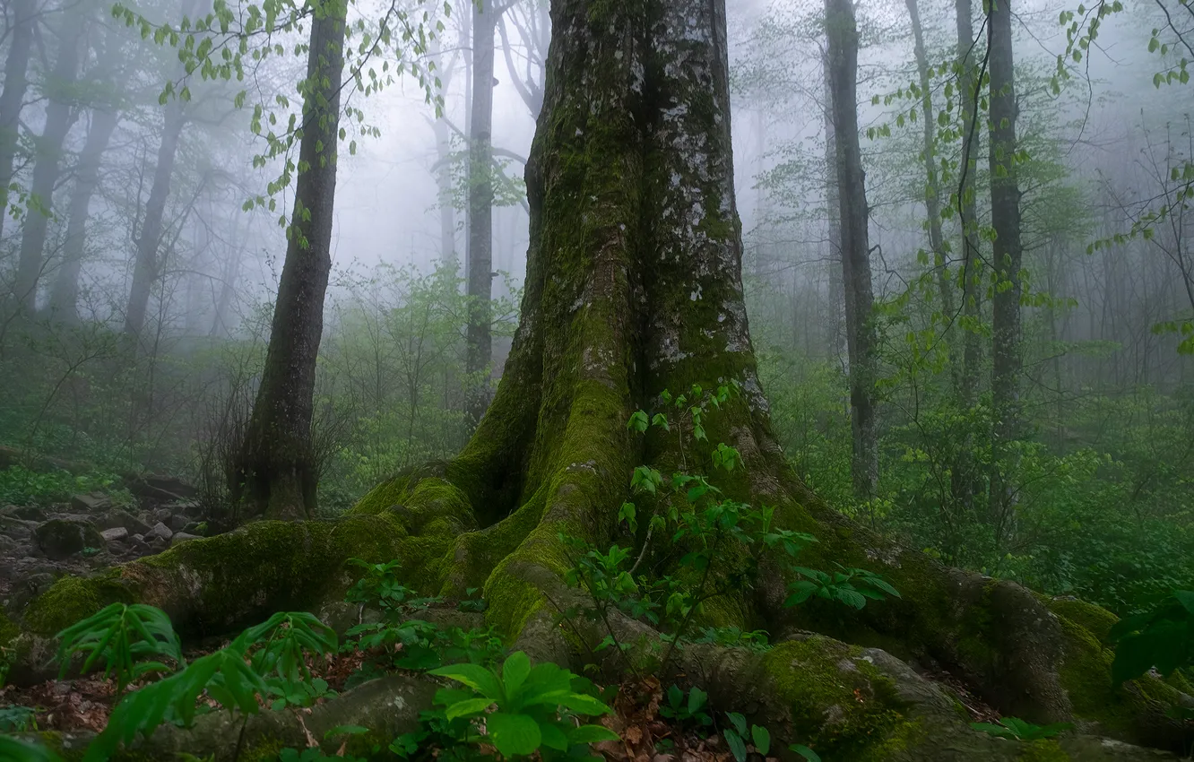 Photo wallpaper forest, trees, fog