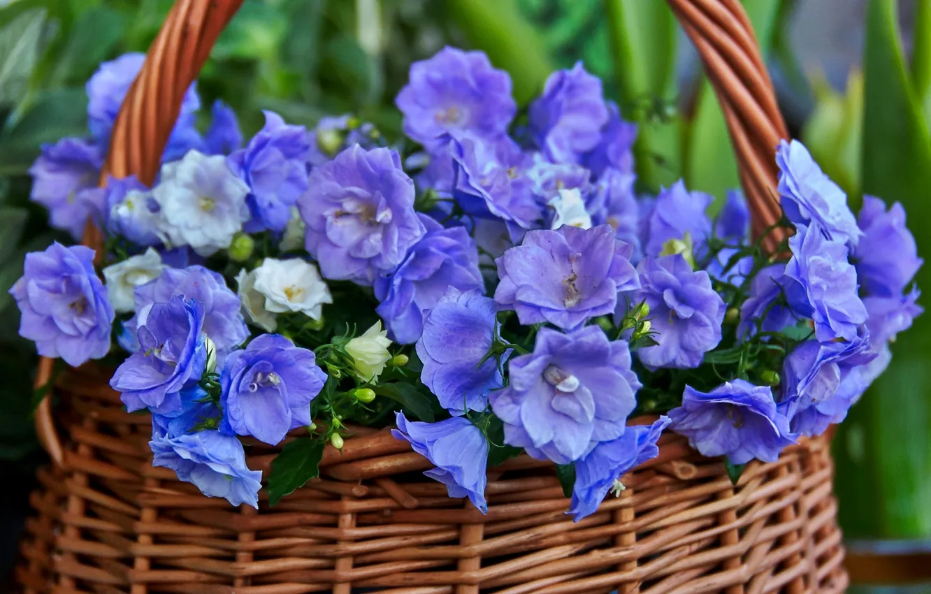 Photo wallpaper basket, bells, bunch