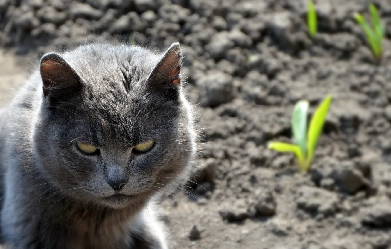 Photo wallpaper the storm, cat, funny