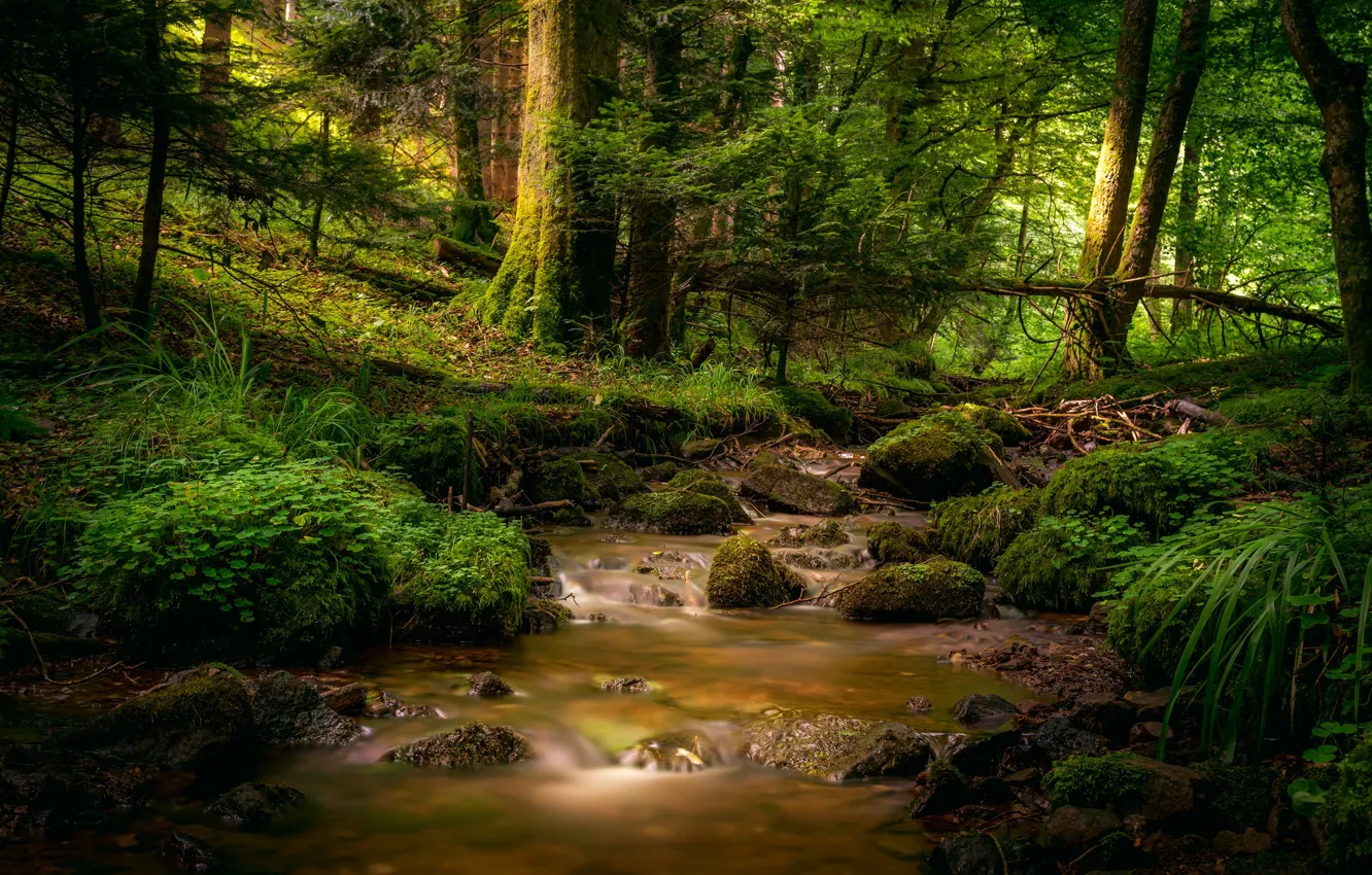 Photo wallpaper forest, trees, stream