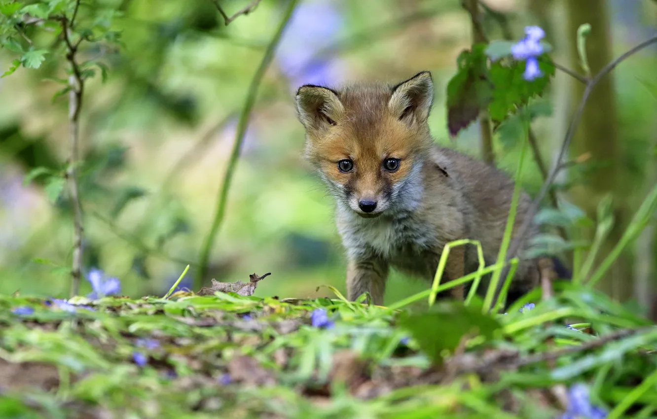Photo wallpaper greens, summer, look, leaves, flowers, branches, nature, baby