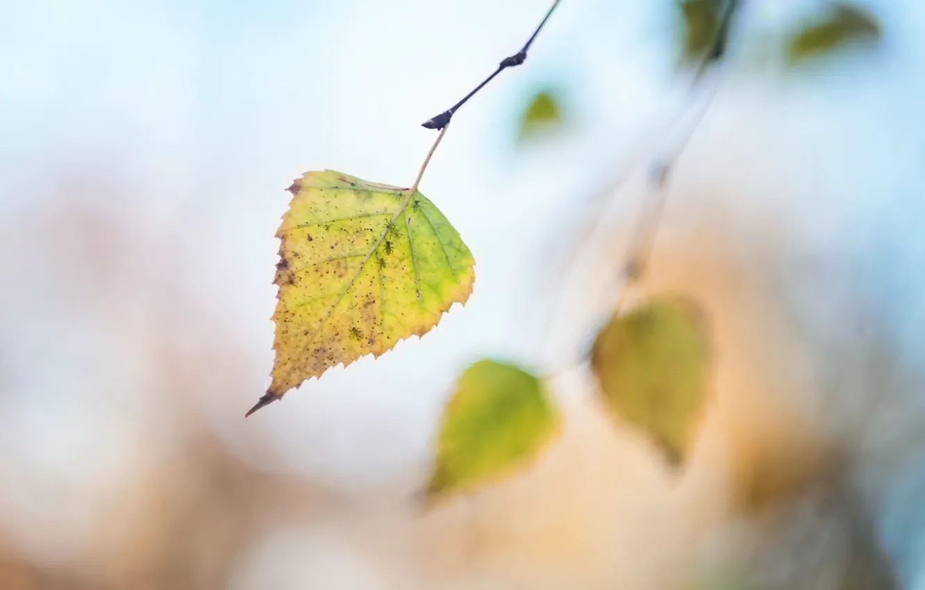 Photo wallpaper autumn, leaves, nature