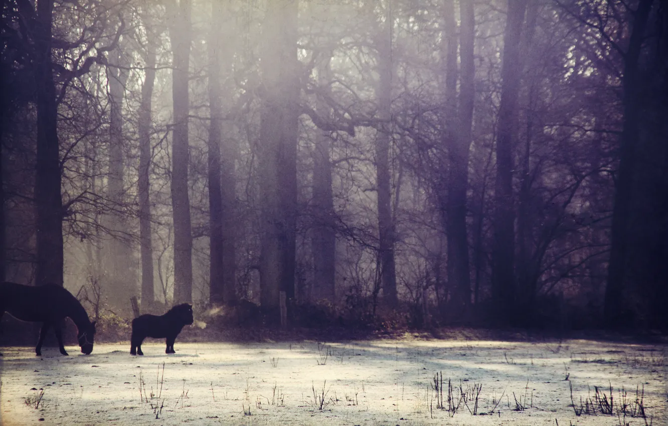 Photo wallpaper winter, forest, the sun, snow, fog, horse, pony