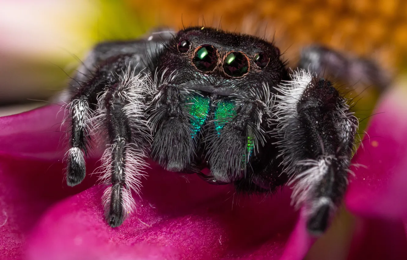 Photo wallpaper look, macro, flowers, spider, petals, pink, jumper, spider