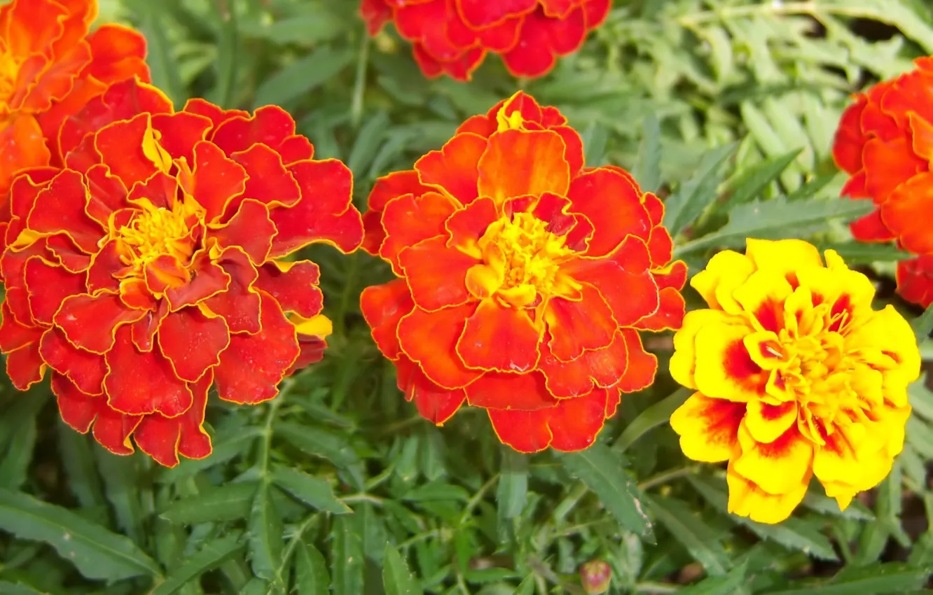 Photo wallpaper flowers, flowerbed, marigolds, Meduzanol ©