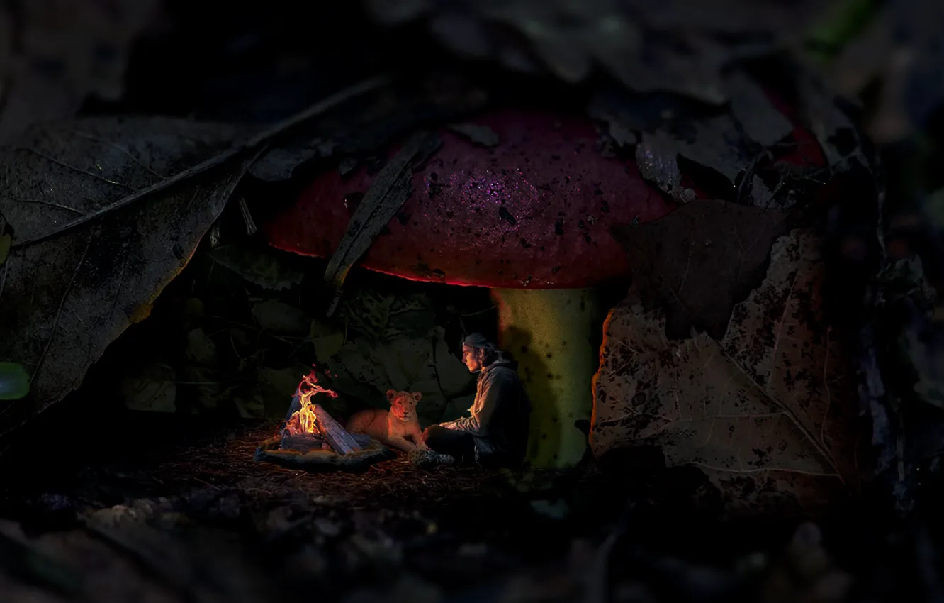 Photo wallpaper abstract, fire, forest, lion, alone, man, mushroom, small