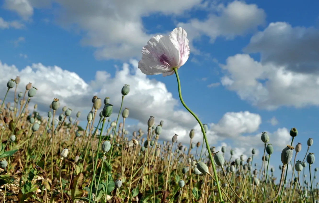 Photo wallpaper field, the sky, clouds, flowers, Mac, meadow
