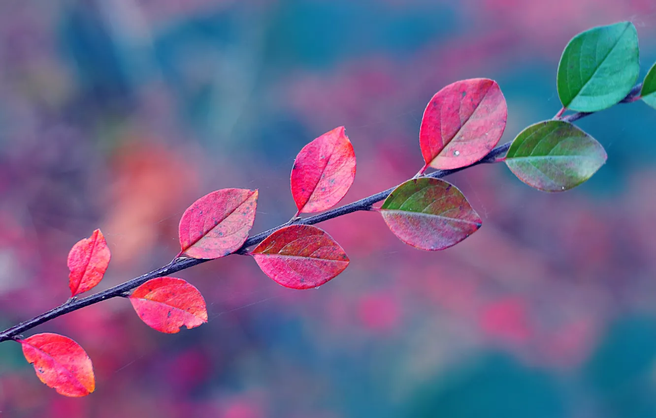Photo wallpaper leaves, web, branch, Autumn