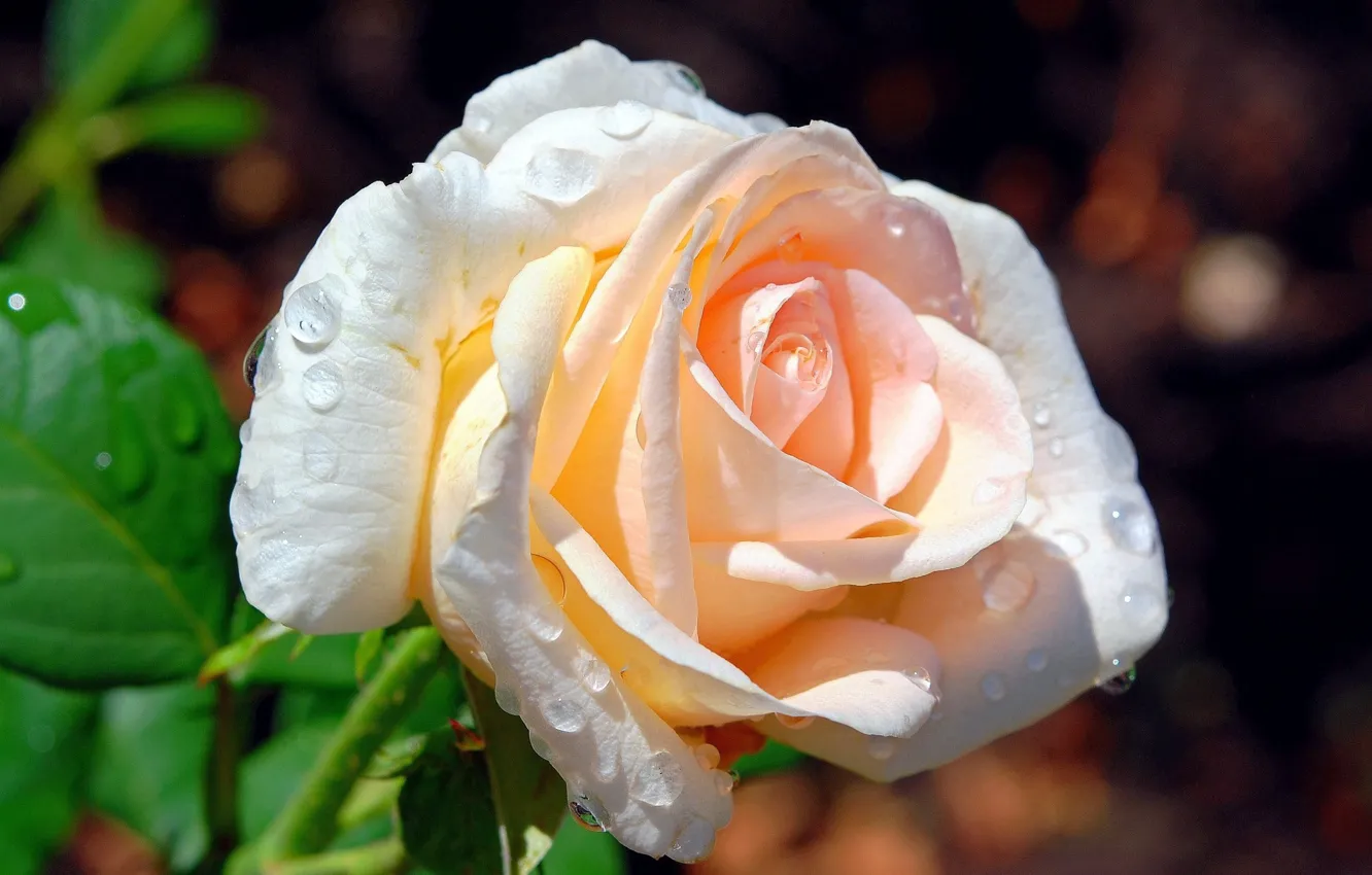 Photo wallpaper drops, background, roses