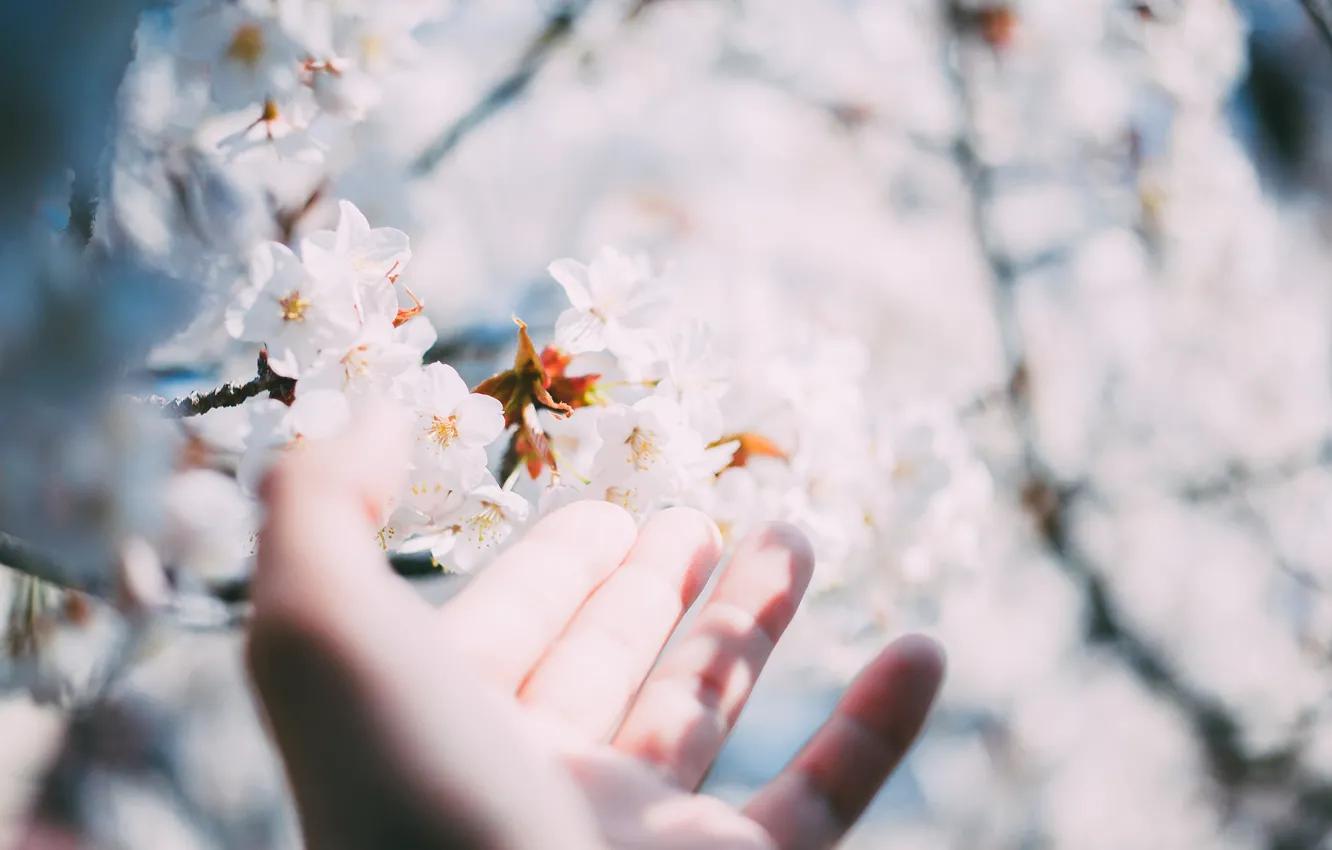 Photo wallpaper flowers, tree, hand, fingers, white