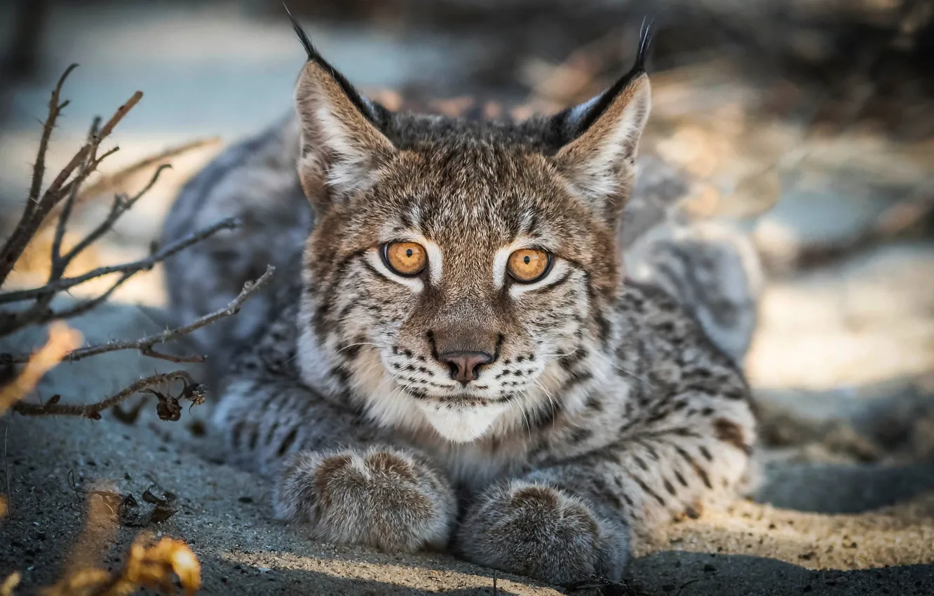 Photo wallpaper look, branches, portrait, lies, lynx, wild cat, young, a small lynx