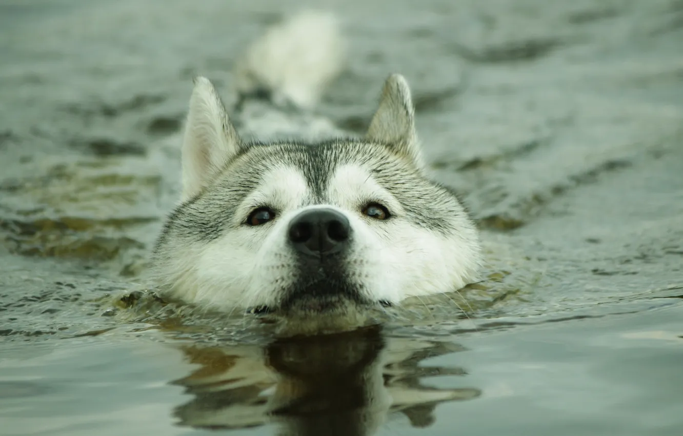 Photo wallpaper water, dog, husky