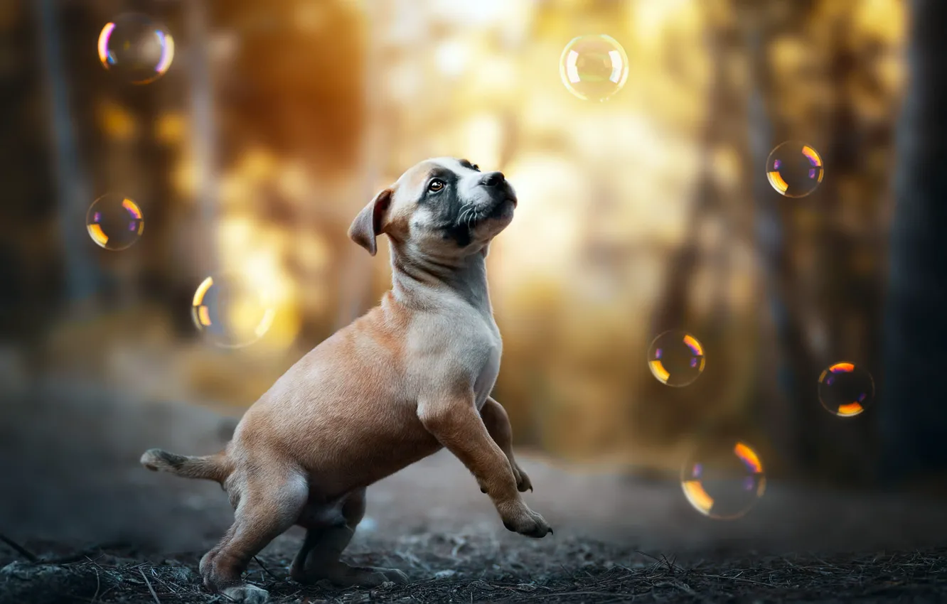 Photo wallpaper autumn, forest, look, light, nature, pose, Park, jump