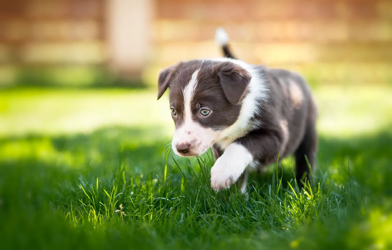 Photo wallpaper grass, dog, puppy