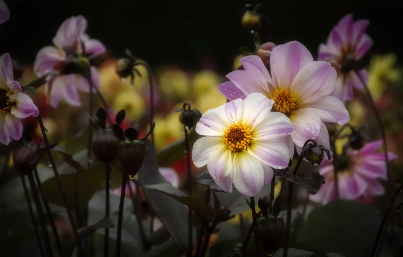 Photo wallpaper flowers, garden, pink, dahlias