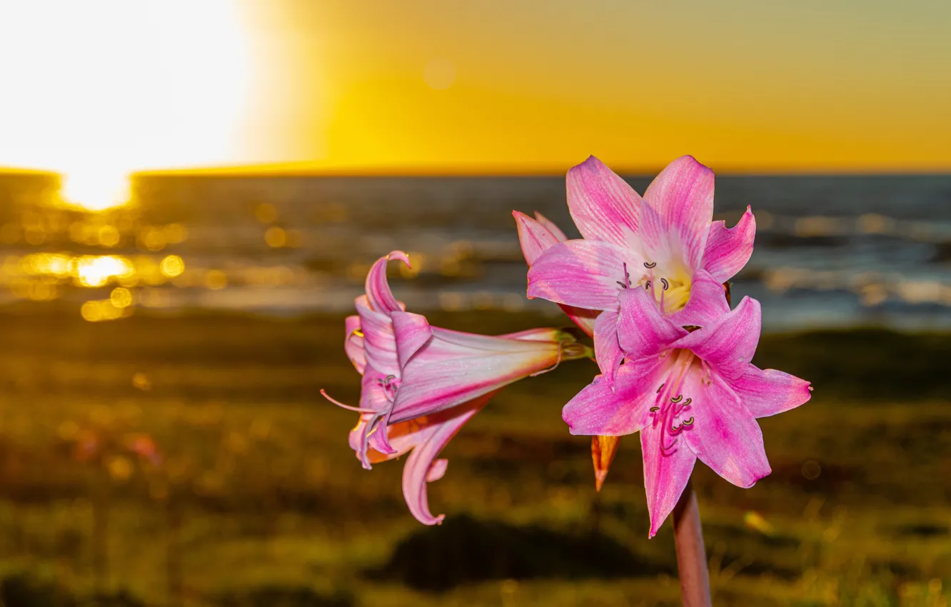 Photo wallpaper the sky, the sun, sunset, flowers, glare, shore, pink, pond