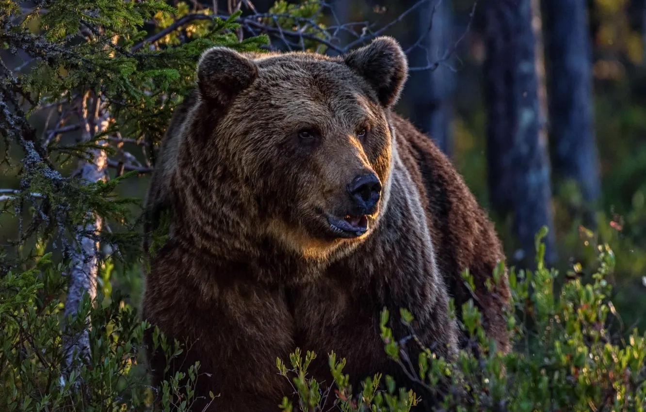 Photo wallpaper Predator, jungle, wild, Wallpaper Bear