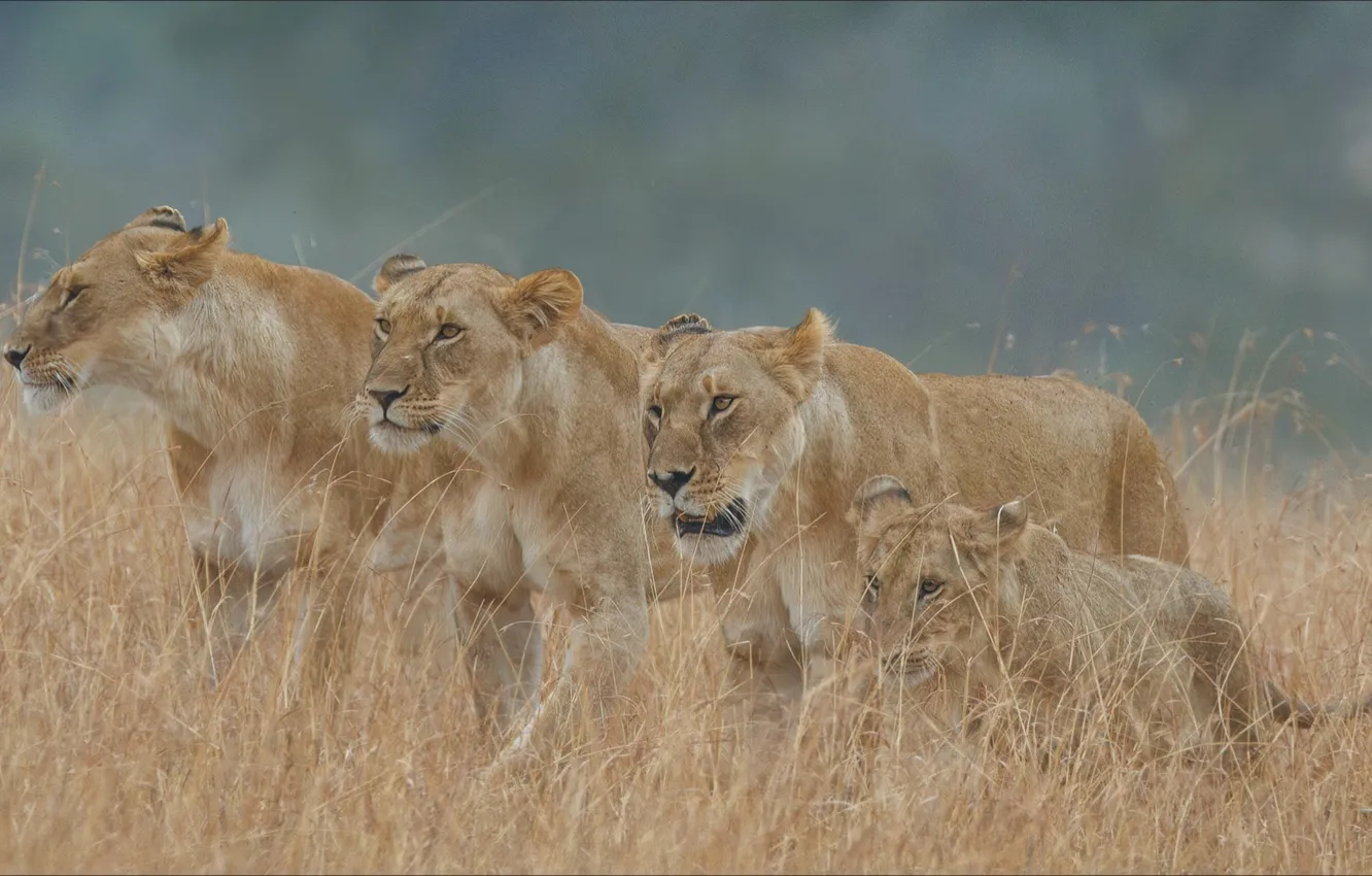 Photo wallpaper cat, animal, predator, Africa, hunting, lioness, Quartet, pride
