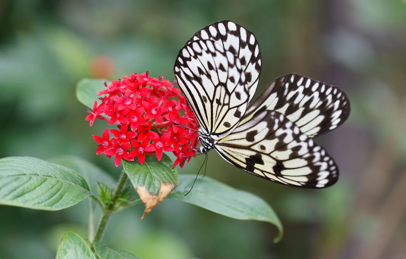 Photo wallpaper flowers, nature, butterfly, wings