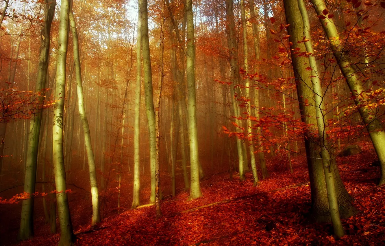 Photo wallpaper autumn, forest, leaves, trees, fog
