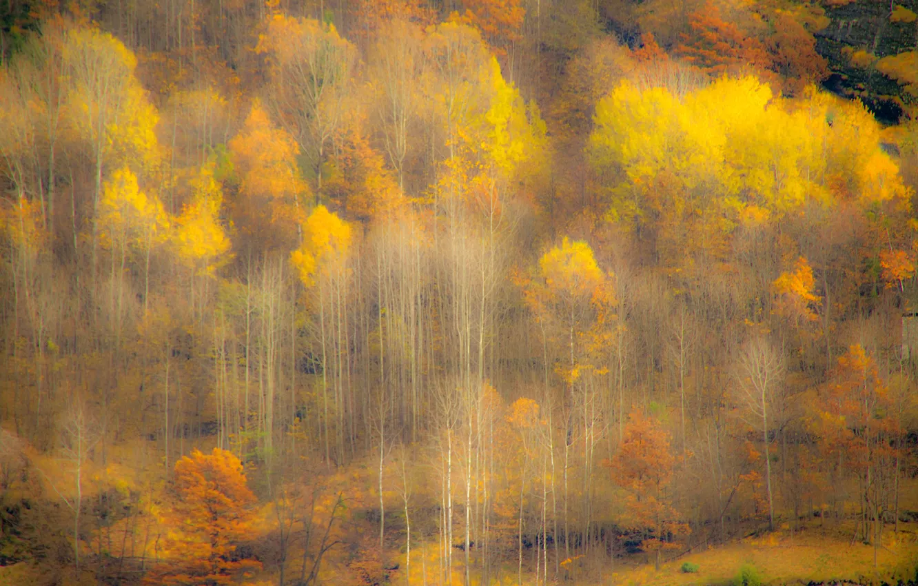 Photo wallpaper autumn, forest, trees, slope, haze