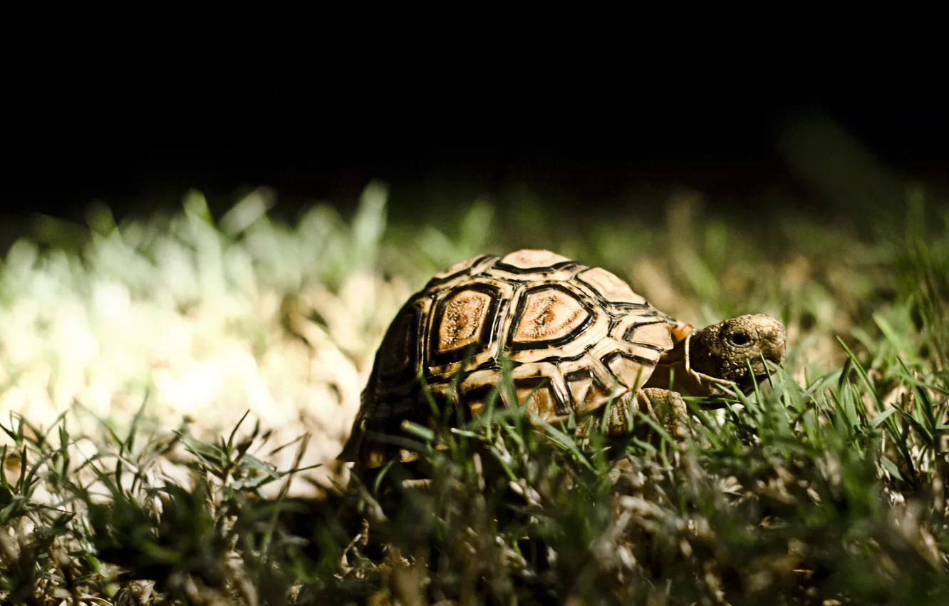 Photo wallpaper grass, animal, turtle
