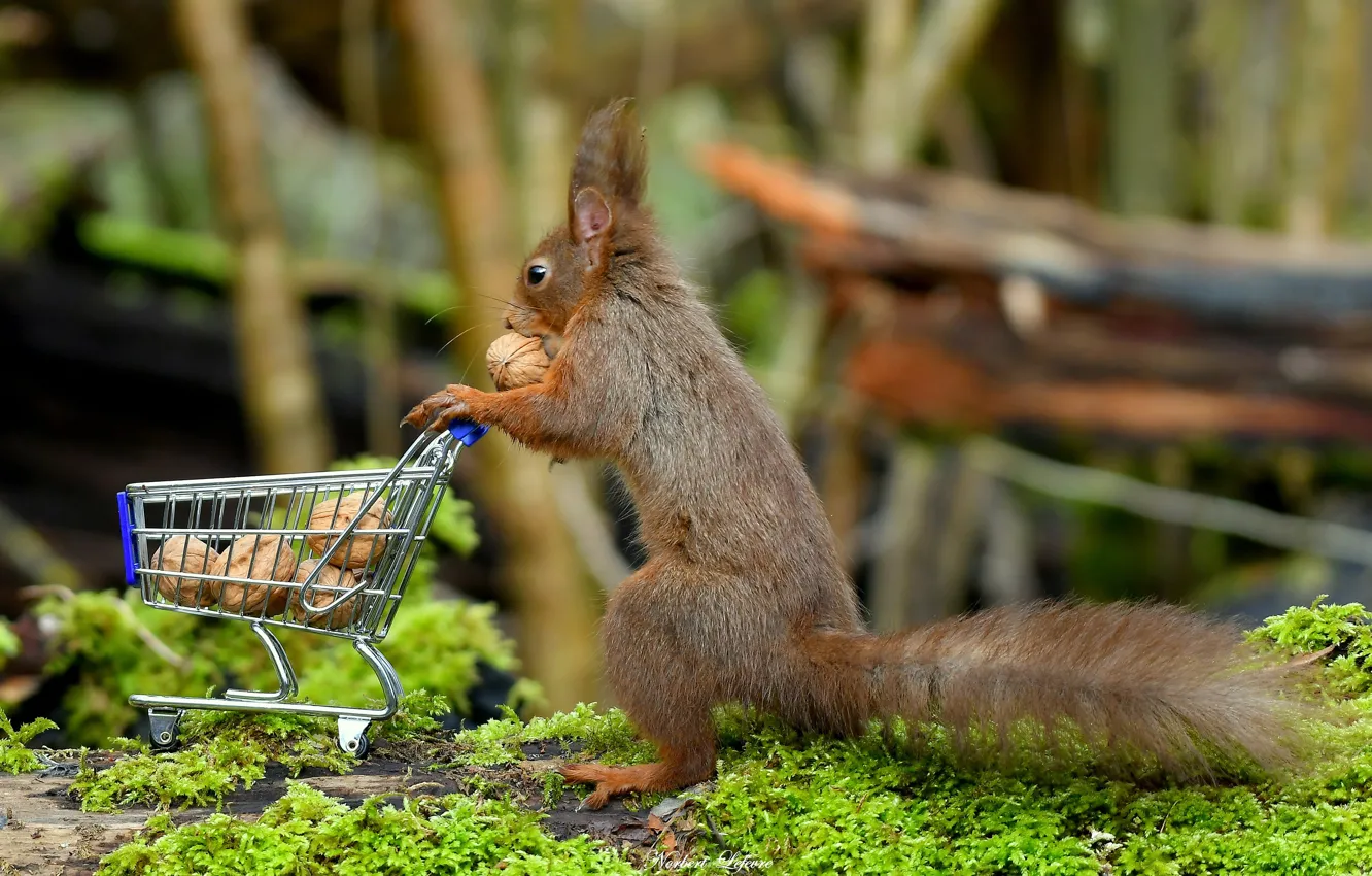 Photo wallpaper moss, protein, tail, truck, red, nuts, bokeh