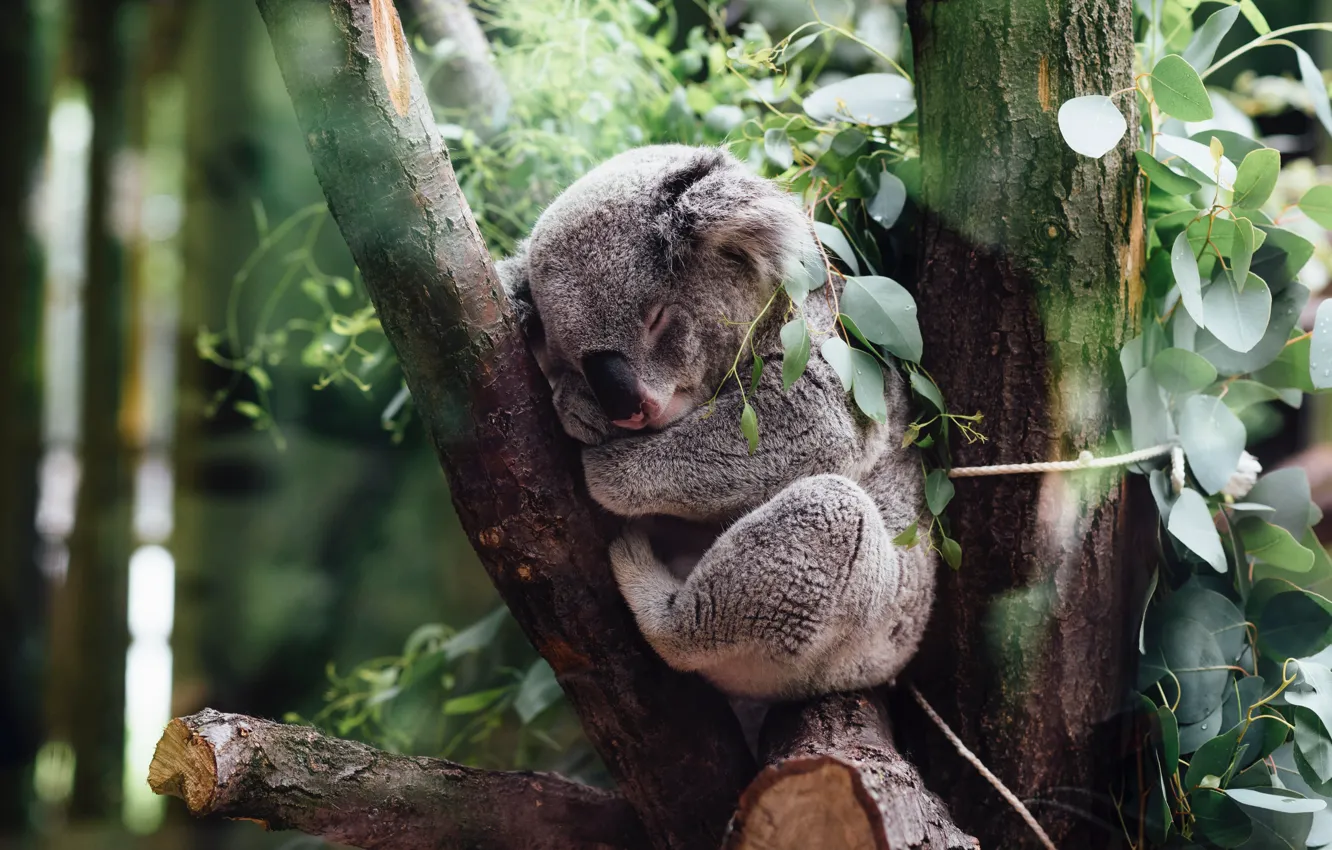 Photo wallpaper leaves, tree, branch, sleeping, Koala