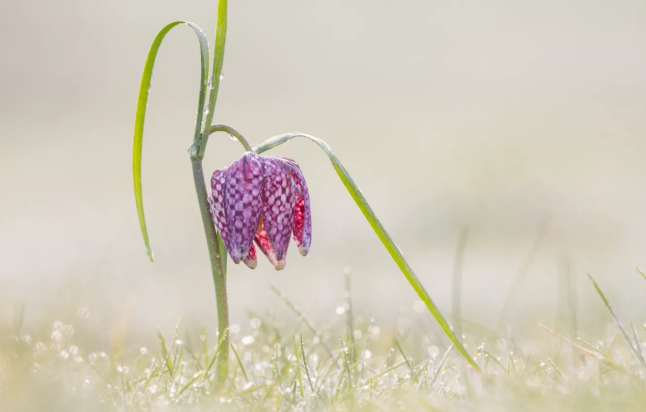 Photo wallpaper grass, flower, drops