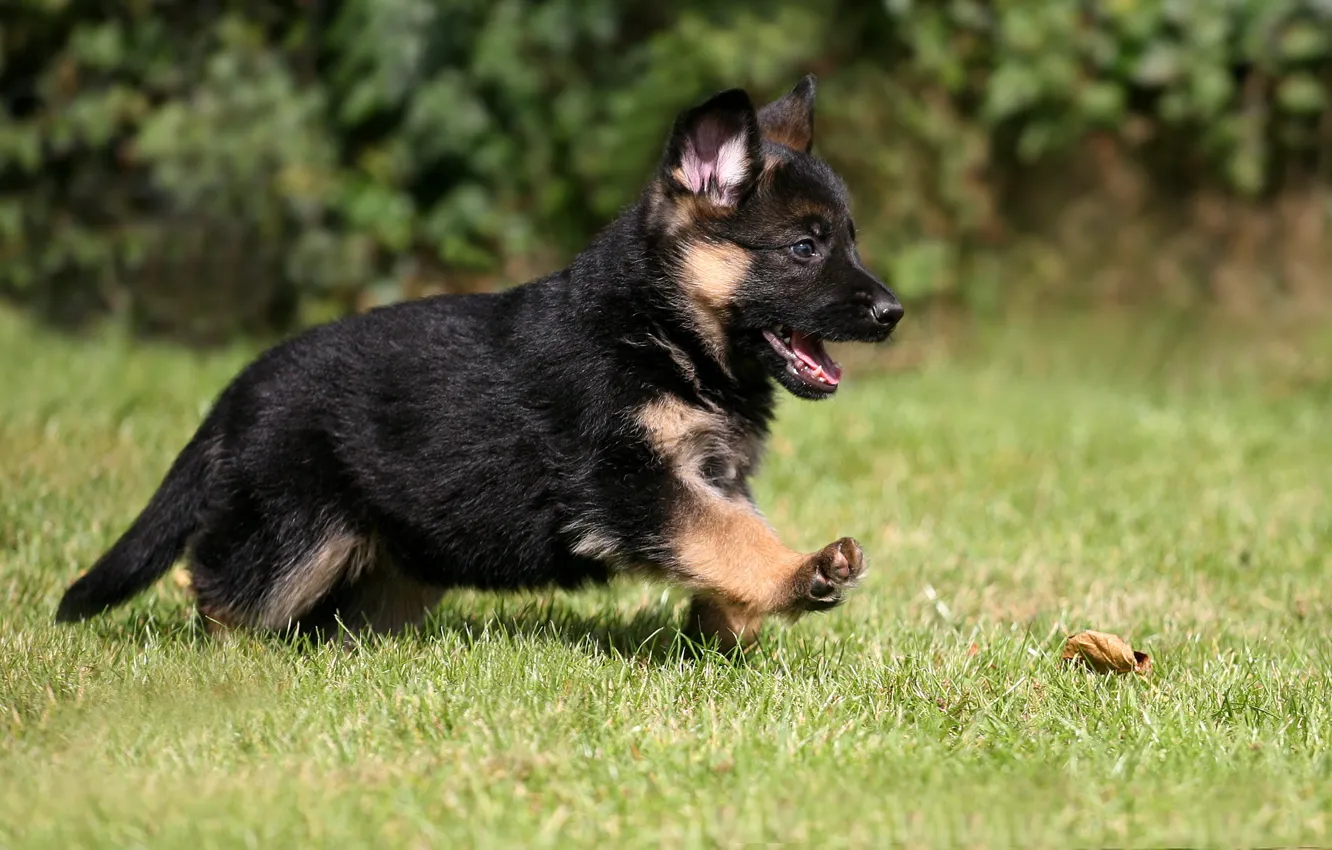 Photo wallpaper puppy, dog, pet, German Shepherd